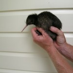 kiwi chick-small